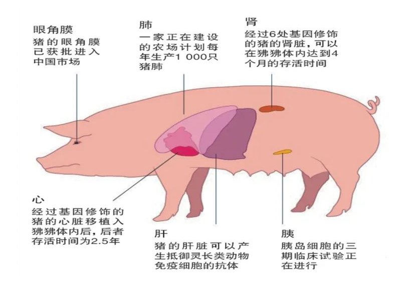 猪是异种器官移植的理想供体