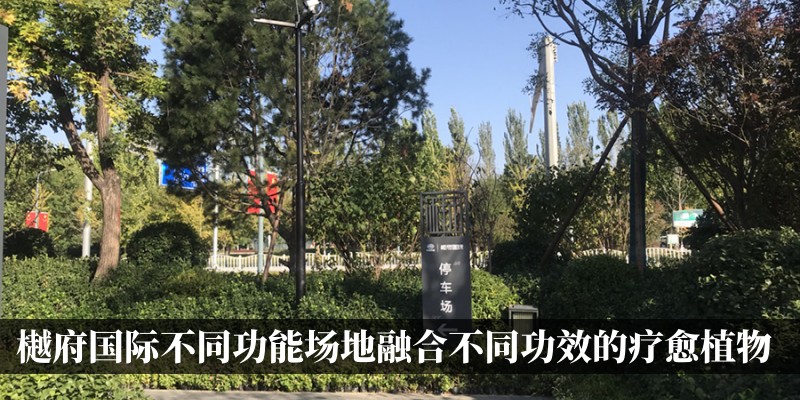 樾府国际项目结合不同功能场地融合不同功效的疗愈植物