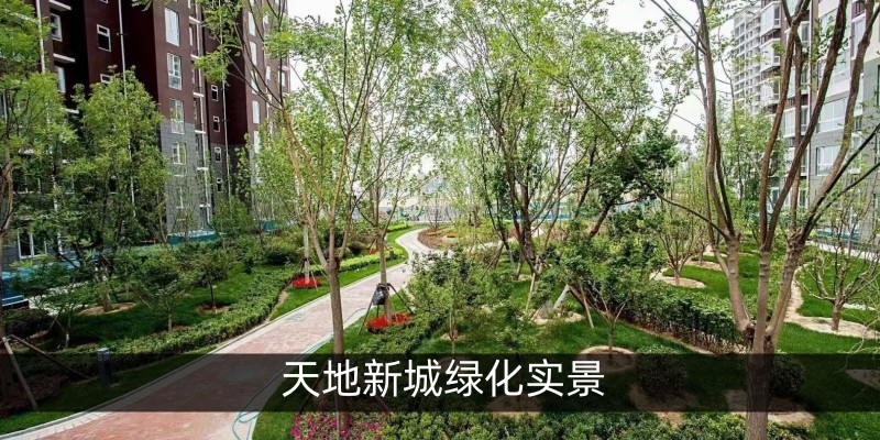 天地新城绿化实景