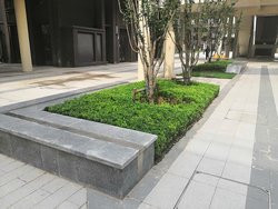 九里京城商街绿化